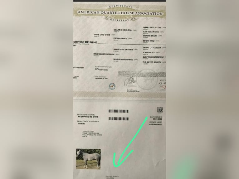 American Quarter Horse Wallach 9 Jahre 156 cm Apfelschimmel in Flörsbachtal