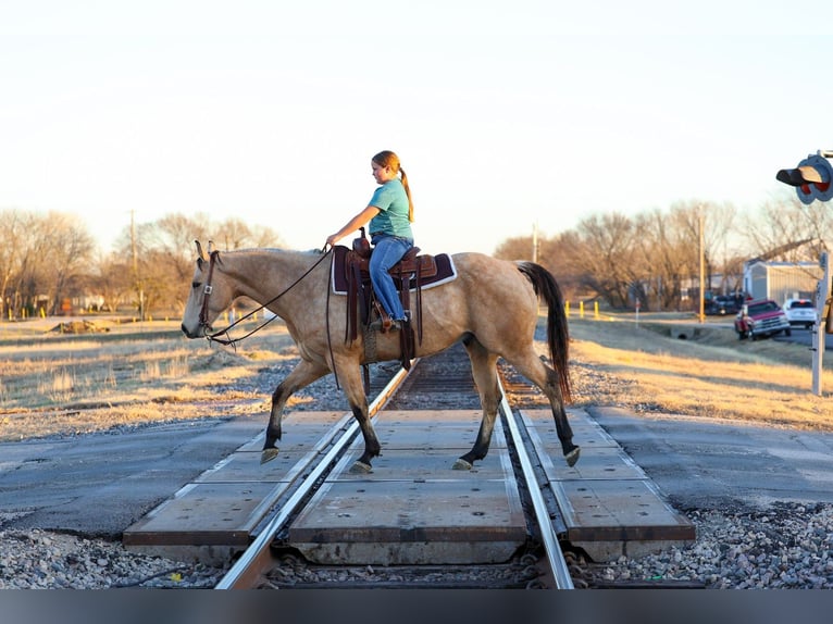 American Quarter Horse Wallach 9 Jahre 157 cm Buckskin in Forney