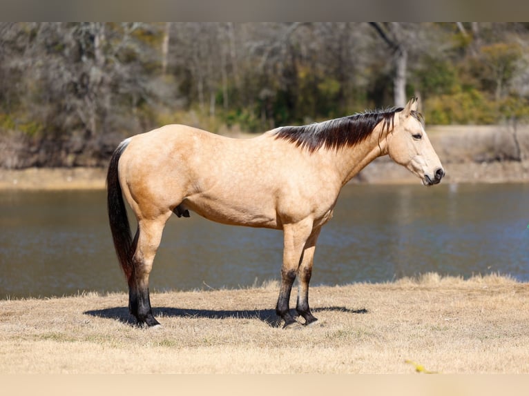 American Quarter Horse Wallach 9 Jahre 157 cm Buckskin in Forney