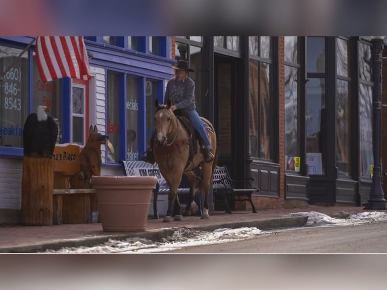 American Quarter Horse Wallach 9 Jahre 157 cm Buckskin in Macon, MO