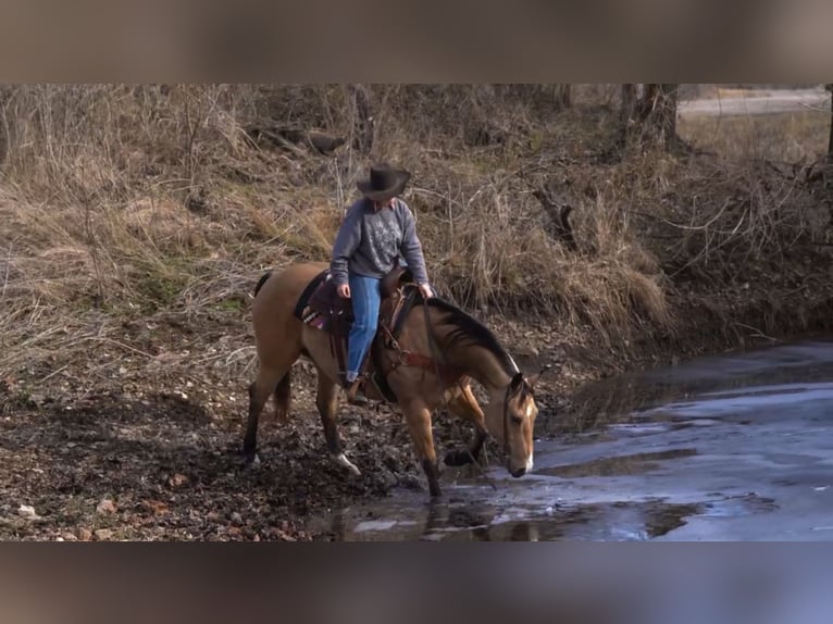 American Quarter Horse Wallach 9 Jahre 157 cm Buckskin in Macon, MO