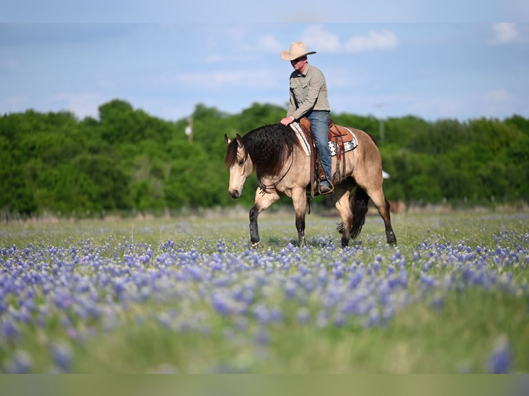 American Quarter Horse Wallach 9 Jahre 157 cm Buckskin in Weatherford