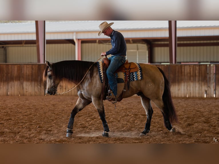 American Quarter Horse Wallach 9 Jahre 157 cm Buckskin in Weatherford