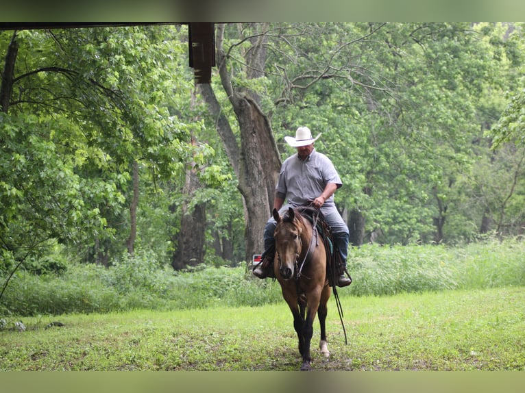 American Quarter Horse Wallach 9 Jahre 157 cm Buckskin in Charleston, IL
