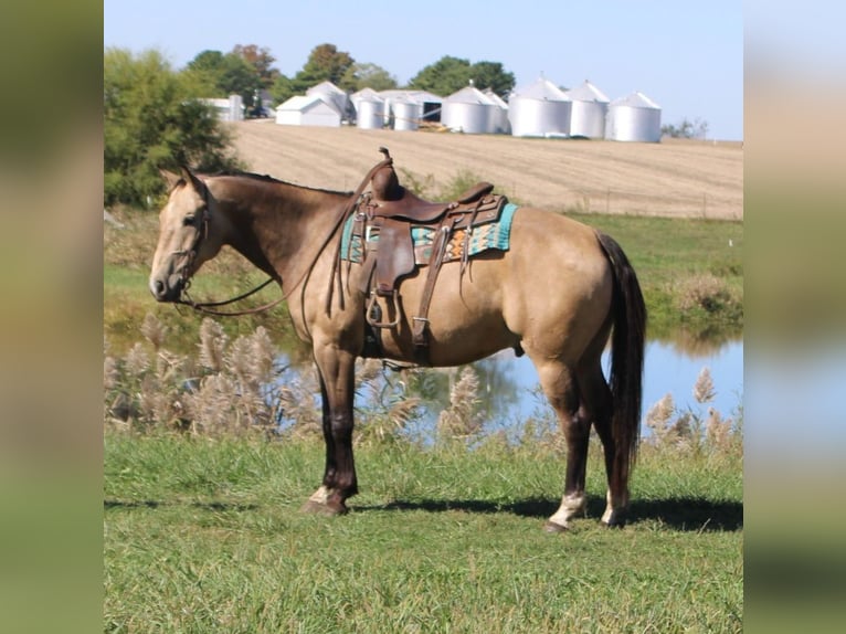 American Quarter Horse Wallach 9 Jahre 157 cm Buckskin in Charleston, IL