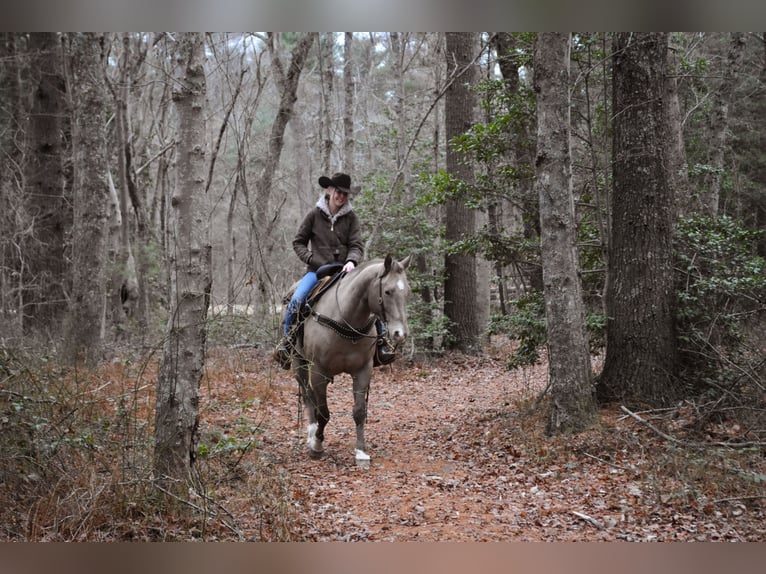American Quarter Horse Wallach 9 Jahre 157 cm Champagne in Middleboro