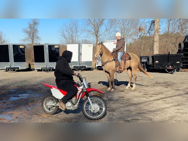 American Quarter Horse Wallach 9 Jahre 157 cm Champagne in Middleboro