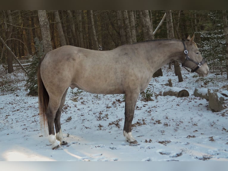 American Quarter Horse Wallach 9 Jahre 157 cm Champagne in Middleboro