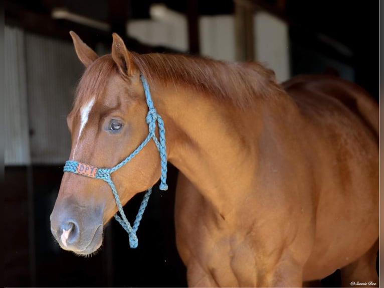 American Quarter Horse Wallach 9 Jahre 157 cm Dunkelfuchs in Boston GA