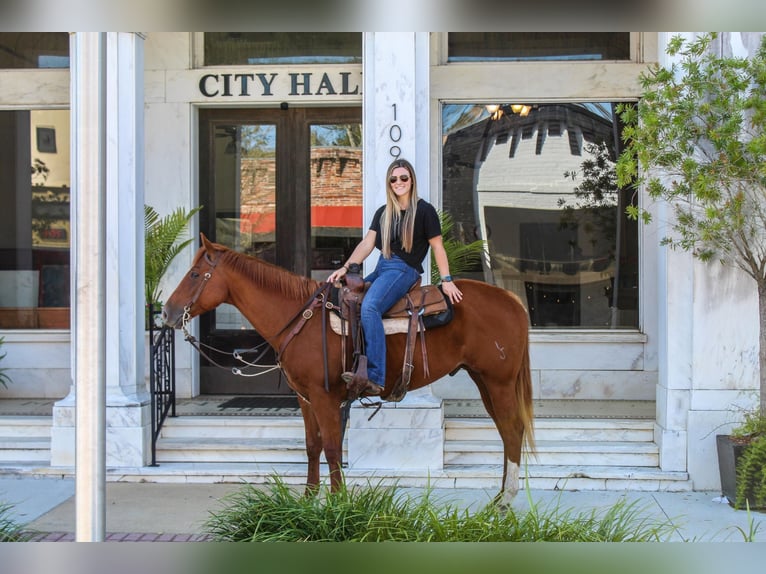 American Quarter Horse Wallach 9 Jahre 157 cm Dunkelfuchs in Boston GA