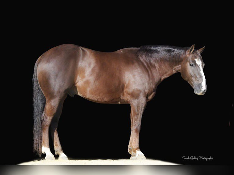 American Quarter Horse Wallach 9 Jahre 157 cm Dunkelfuchs in Fairbank IA