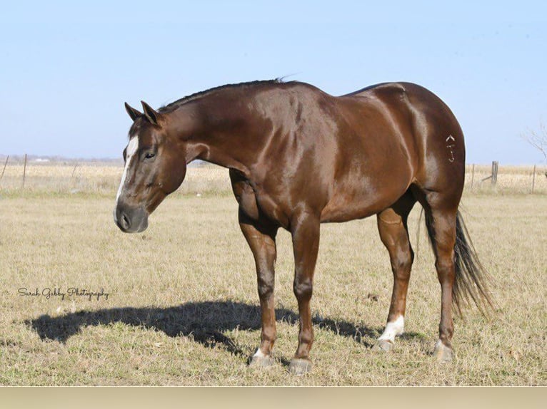 American Quarter Horse Wallach 9 Jahre 157 cm Dunkelfuchs in Fairbank IA