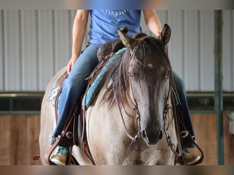 American Quarter Horse Wallach 9 Jahre 157 cm Grullo in Graham, TX