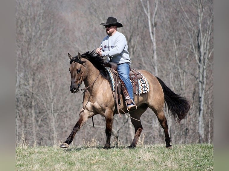 American Quarter Horse Wallach 9 Jahre 157 cm Grullo in Brodhead KY