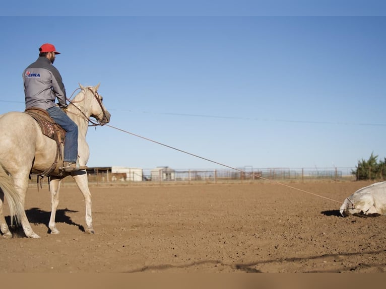 American Quarter Horse Wallach 9 Jahre 157 cm Palomino in Canyon, TX