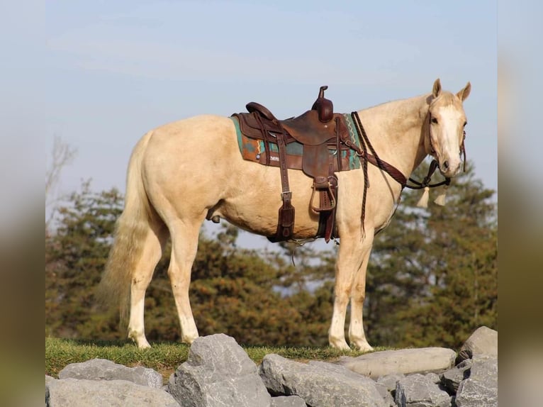 American Quarter Horse Wallach 9 Jahre 157 cm Palomino in Rebersburg