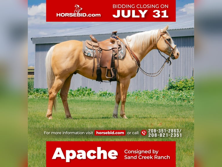 American Quarter Horse Wallach 9 Jahre 157 cm Palomino in Saint Anthony, ID