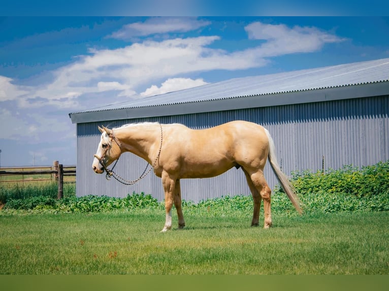 American Quarter Horse Wallach 9 Jahre 157 cm Palomino in Saint Anthony, ID