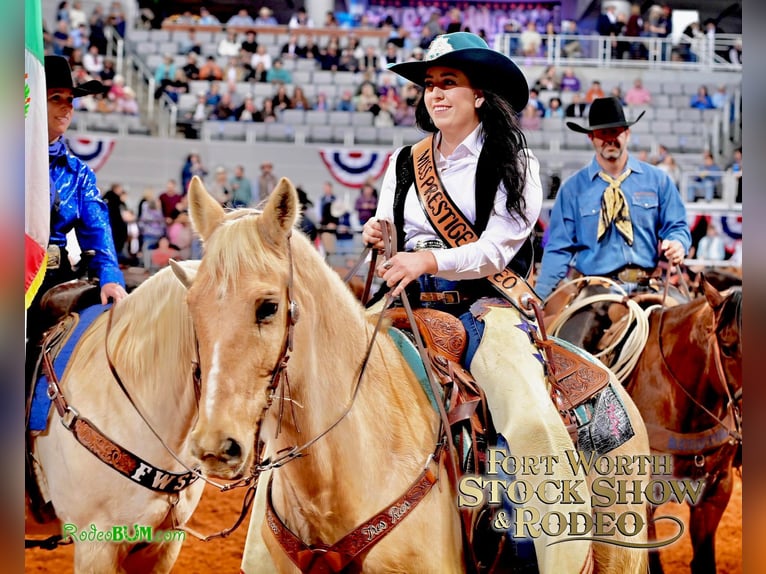 American Quarter Horse Wallach 9 Jahre 157 cm Palomino in Stephenville, TX