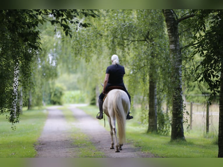 American Quarter Horse Wallach 9 Jahre 157 cm Palomino in Ganderkesee