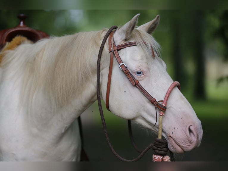 American Quarter Horse Wallach 9 Jahre 157 cm Palomino in Ganderkesee