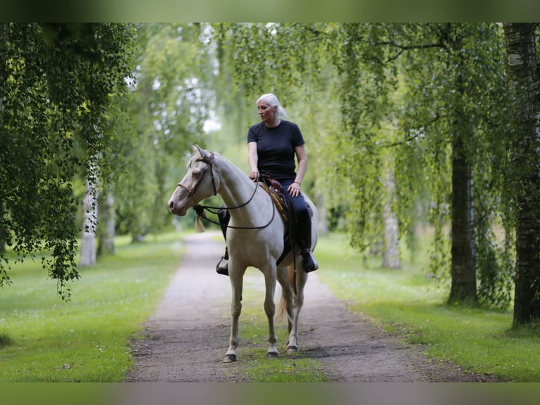 American Quarter Horse Wallach 9 Jahre 157 cm Palomino in Ganderkesee