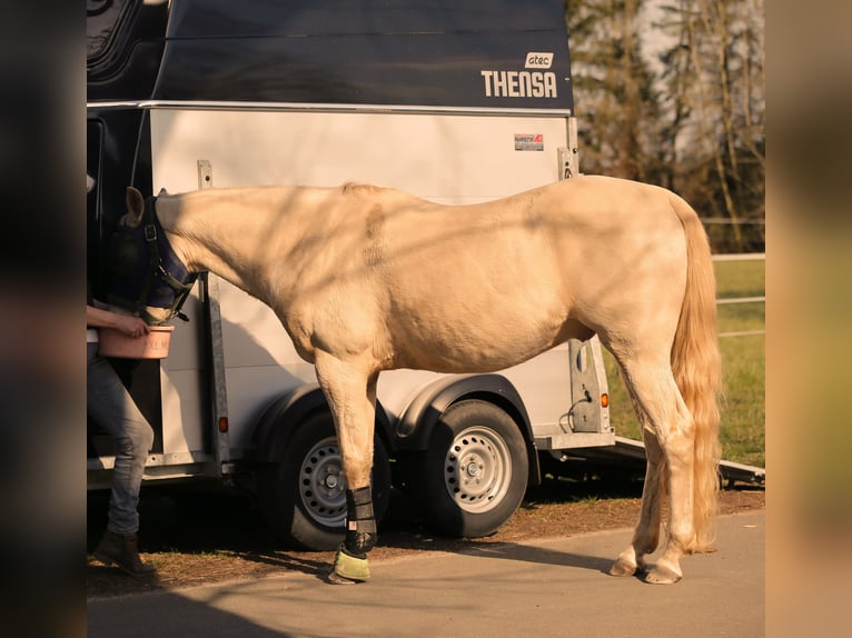 American Quarter Horse Wallach 9 Jahre 157 cm Palomino in Ganderkesee