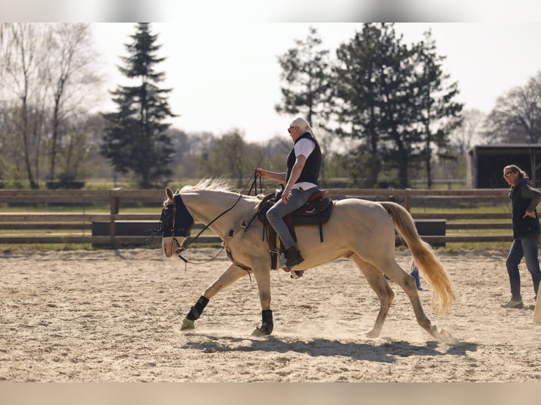 American Quarter Horse Wallach 9 Jahre 157 cm Palomino in Ganderkesee