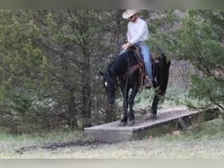 American Quarter Horse Mix Wallach 9 Jahre 157 cm Rappe in Purdy, MO