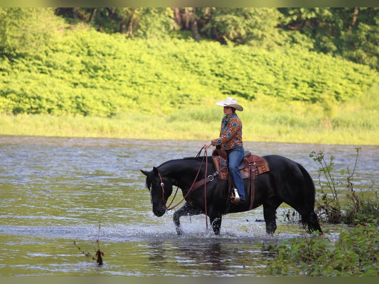 American Quarter Horse Wallach 9 Jahre 157 cm Rappe in Clarion, PA