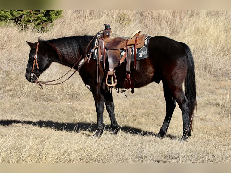 American Quarter Horse Wallach 9 Jahre 157 cm Rappe in Mineral Wells TX