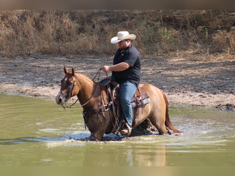 American Quarter Horse Wallach 9 Jahre 157 cm Red Dun in Breckenridge TX