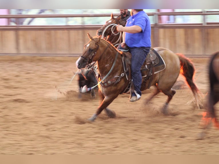 American Quarter Horse Wallach 9 Jahre 157 cm Red Dun in Breckenridge TX
