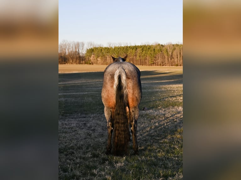 American Quarter Horse Wallach 9 Jahre 157 cm Roan-Bay in Baldwyn, MS