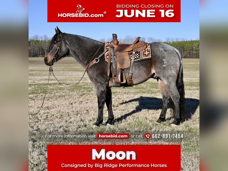 American Quarter Horse Wallach 9 Jahre 157 cm Roan-Bay in Baldwyn, MS