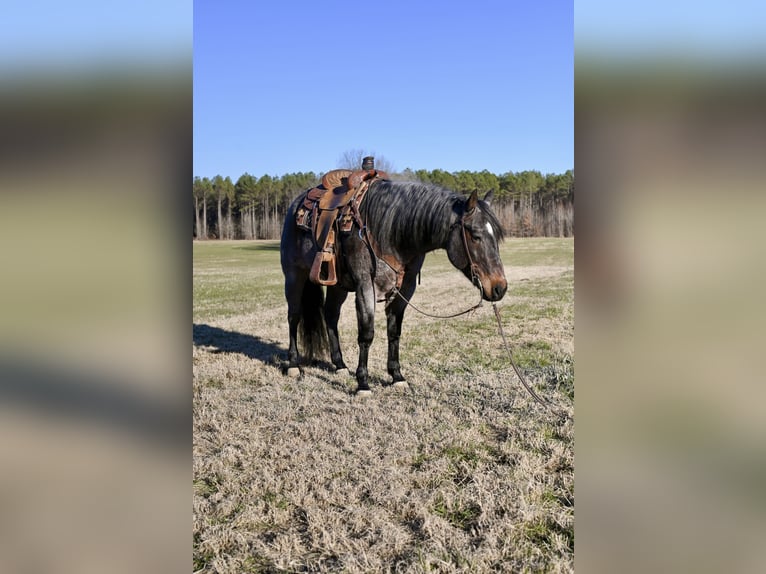 American Quarter Horse Wallach 9 Jahre 157 cm Roan-Bay in Baldwyn, MS