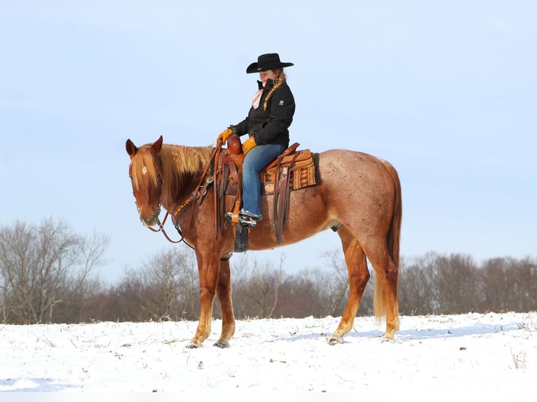 American Quarter Horse Wallach 9 Jahre 157 cm Roan-Red in Brookville