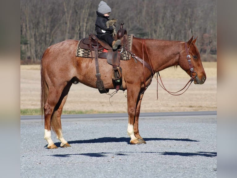 American Quarter Horse Wallach 9 Jahre 157 cm Roan-Red in Rebersburg