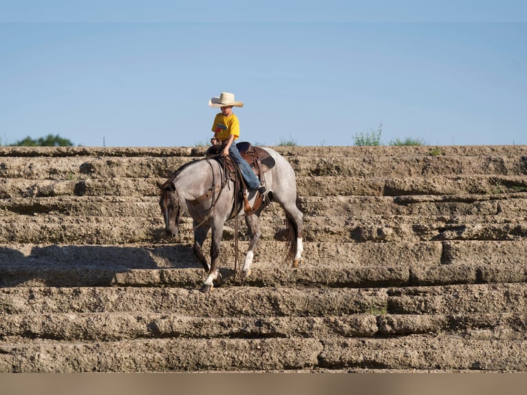 American Quarter Horse Wallach 9 Jahre 157 cm Roan-Red in Canyon TX