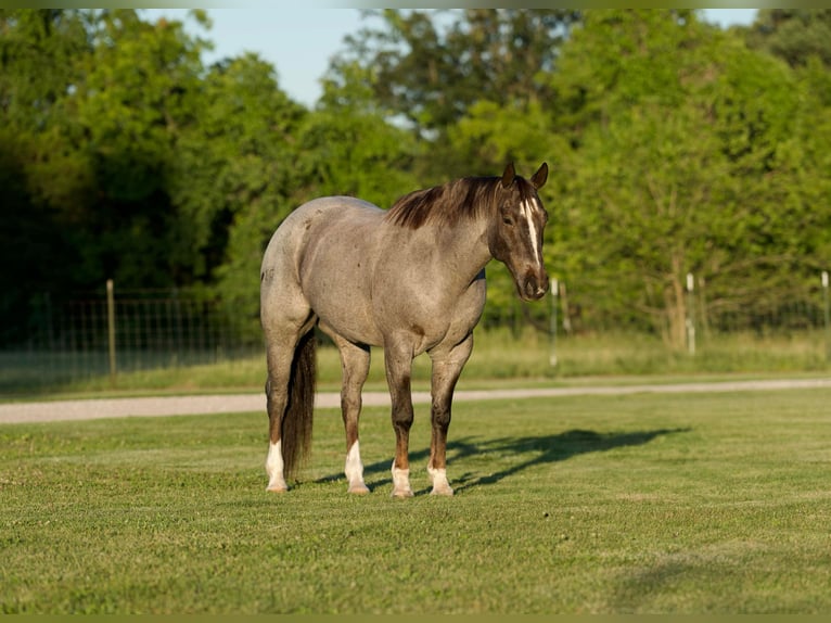 American Quarter Horse Wallach 9 Jahre 157 cm Roan-Red in Canyon TX