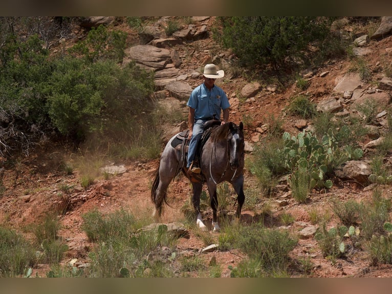 American Quarter Horse Wallach 9 Jahre 157 cm Roan-Red in Canyon TX
