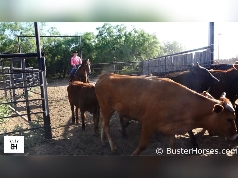 American Quarter Horse Wallach 9 Jahre 157 cm Rotbrauner in Weatherford TX