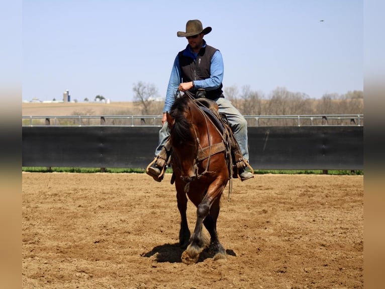 American Quarter Horse Mix Wallach 9 Jahre 157 cm Rotbrauner in La Motte, IA