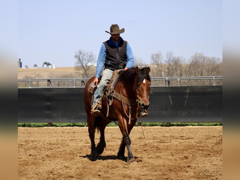 American Quarter Horse Mix Wallach 9 Jahre 157 cm Rotbrauner in La Motte, IA