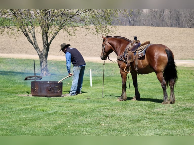 American Quarter Horse Mix Wallach 9 Jahre 157 cm Rotbrauner in La Motte, IA