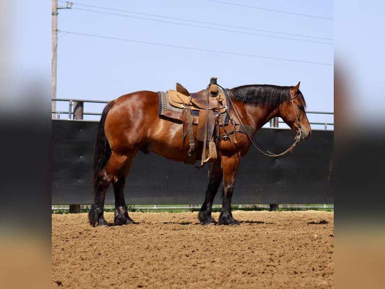 American Quarter Horse Mix Wallach 9 Jahre 157 cm Rotbrauner in La Motte, IA