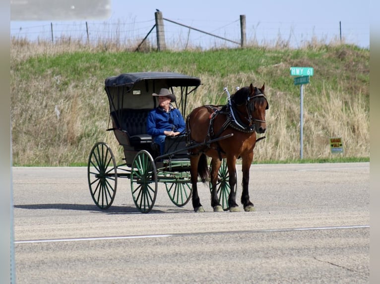 American Quarter Horse Mix Wallach 9 Jahre 157 cm Rotbrauner in La Motte, IA
