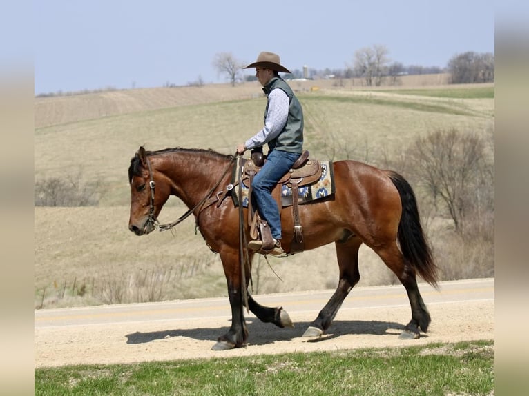 American Quarter Horse Mix Wallach 9 Jahre 157 cm Rotbrauner in La Motte, IA