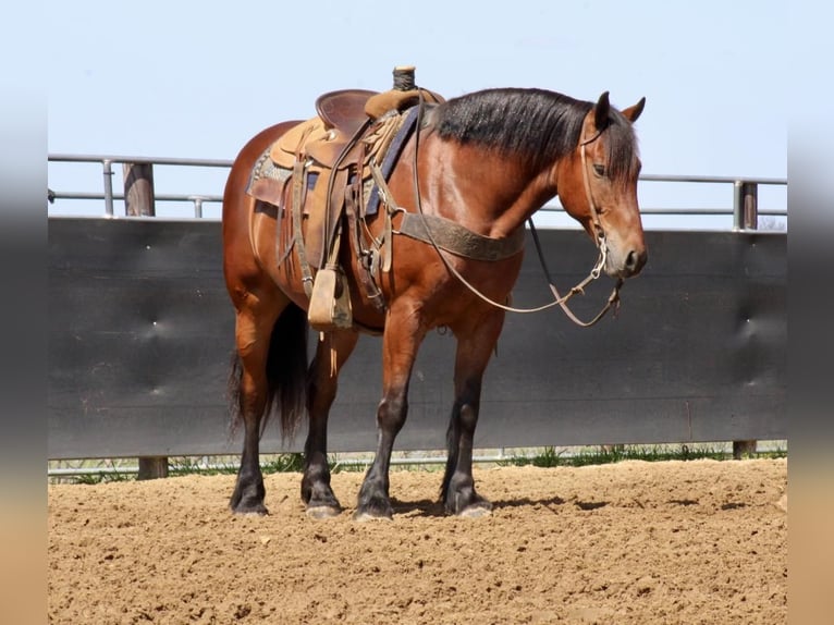 American Quarter Horse Mix Wallach 9 Jahre 157 cm Rotbrauner in La Motte, IA