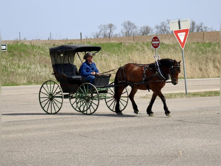 American Quarter Horse Mix Wallach 9 Jahre 157 cm Rotbrauner in La Motte, IA